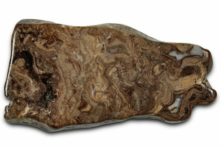 Polished Fossil Stromatolite (Chlorellopsis?) Slab - Wyoming #357263